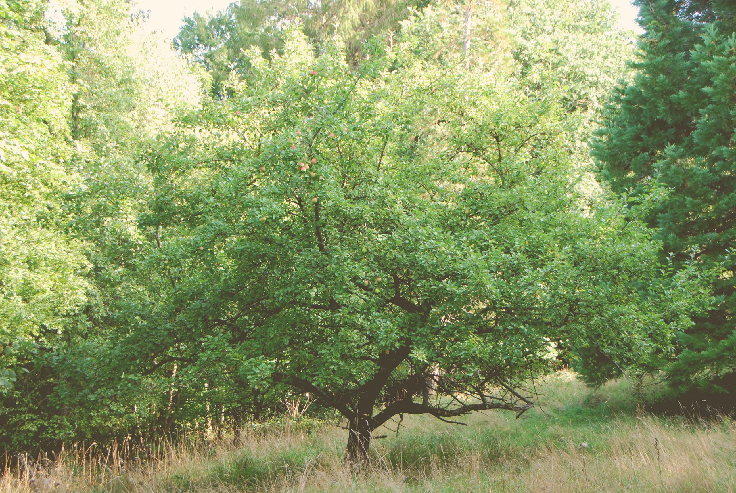 NSG Kasseedorfer Teiche & Umgebung